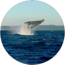 Clarisse - Chant de Vie profile picture